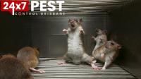 247 Rodent Pest Control Brisbane image 3